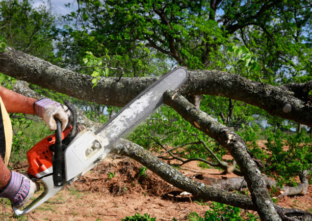 Residential Tree Removal in Dyersville, IA